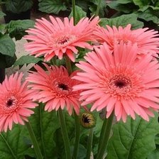 Схема вышивки «№1429020»