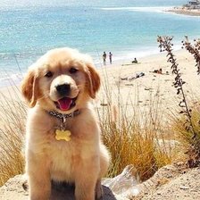 Схема вышивки «Щенок,ретривер»