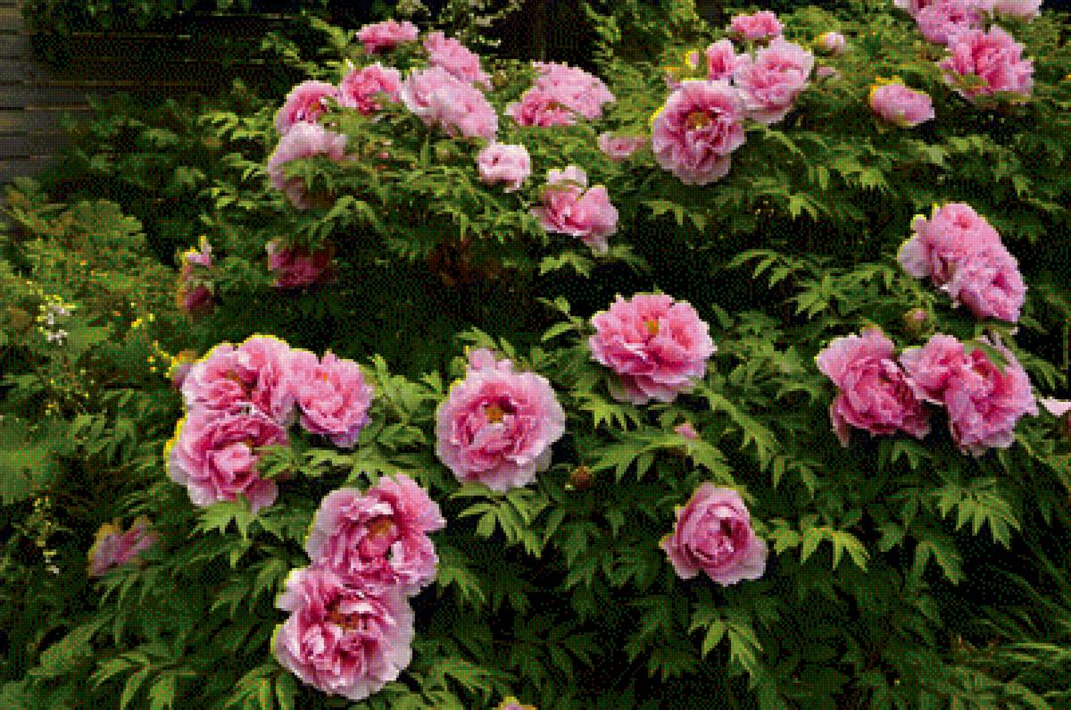 пионы - цветы, пионы, розовые - предпросмотр