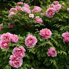 Схема вышивки «пионы»