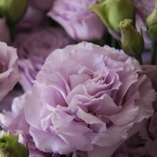 Схема вышивки «Цветы»