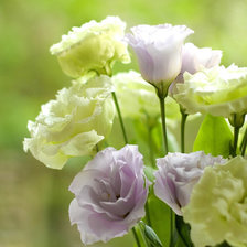 Схема вышивки «Эустома»