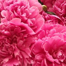 Схема вышивки «пиоооныыы»