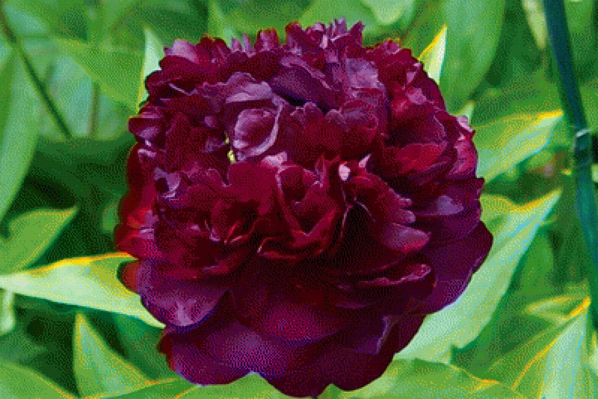 бордовый пион - предпросмотр