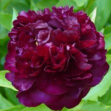 бордовый пион