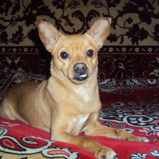 Схема вышивки «Филарис»