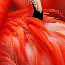 Схема вышивки «фламинго»