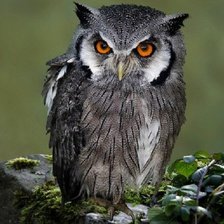 Схема вышивки «Сова взгляд»