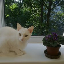 Схема вышивки «КотЭ»