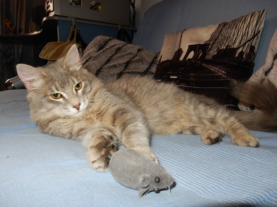 ДЫМОК - кот - оригинал