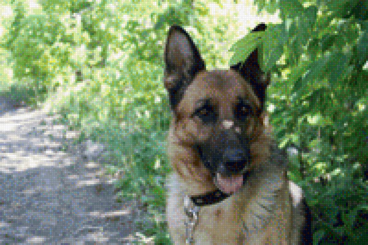 немецкая овчарка - немецкая овчарка, собака, овчарка - предпросмотр