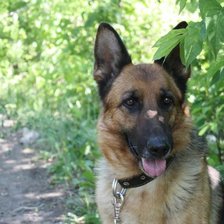 Схема вышивки «немецкая овчарка»