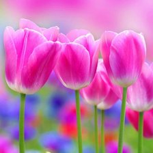 Схема вышивки «тюльпан»