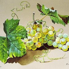 Схема вышивки «Виноград»