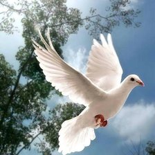 Схема вышивки «paloma»