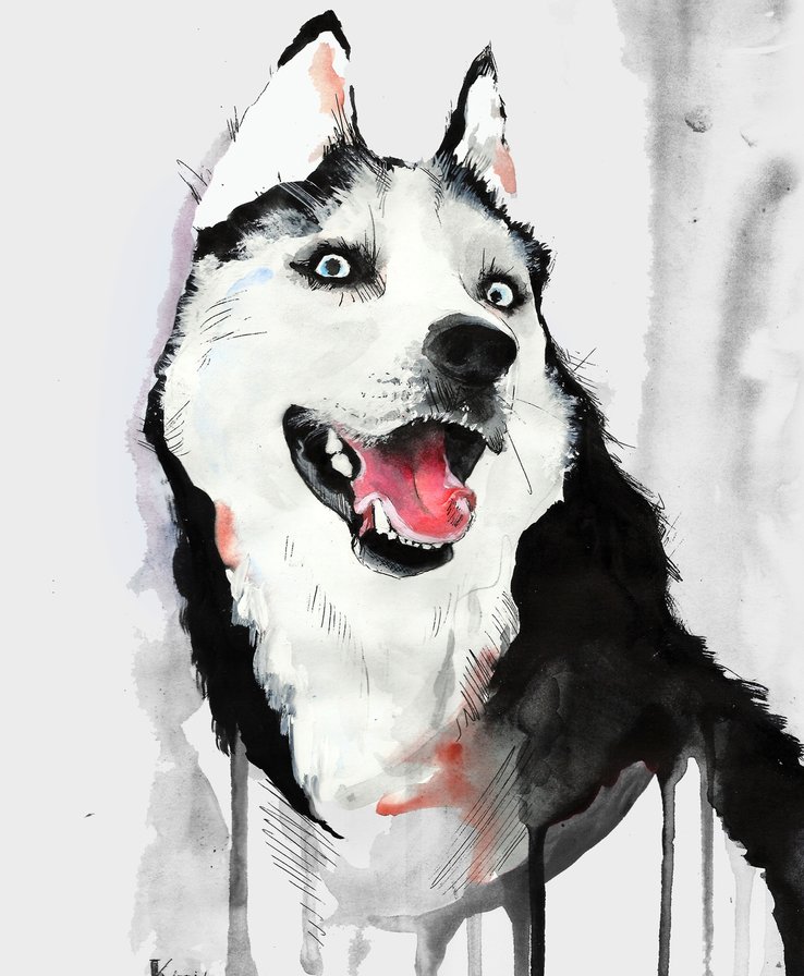 Хаски гуаш - хаски собака - оригинал