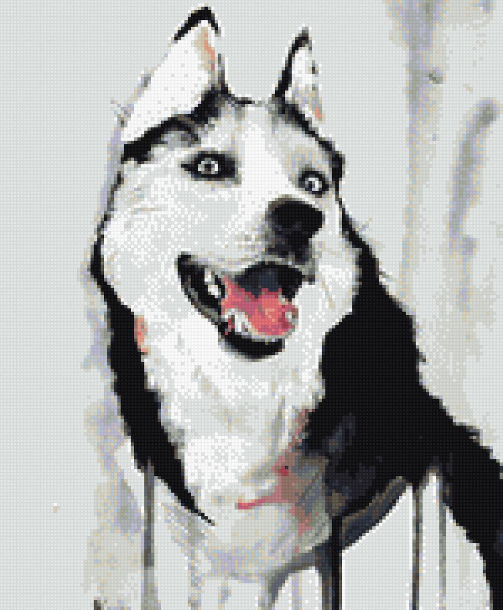 Хаски гуаш - хаски собака - предпросмотр