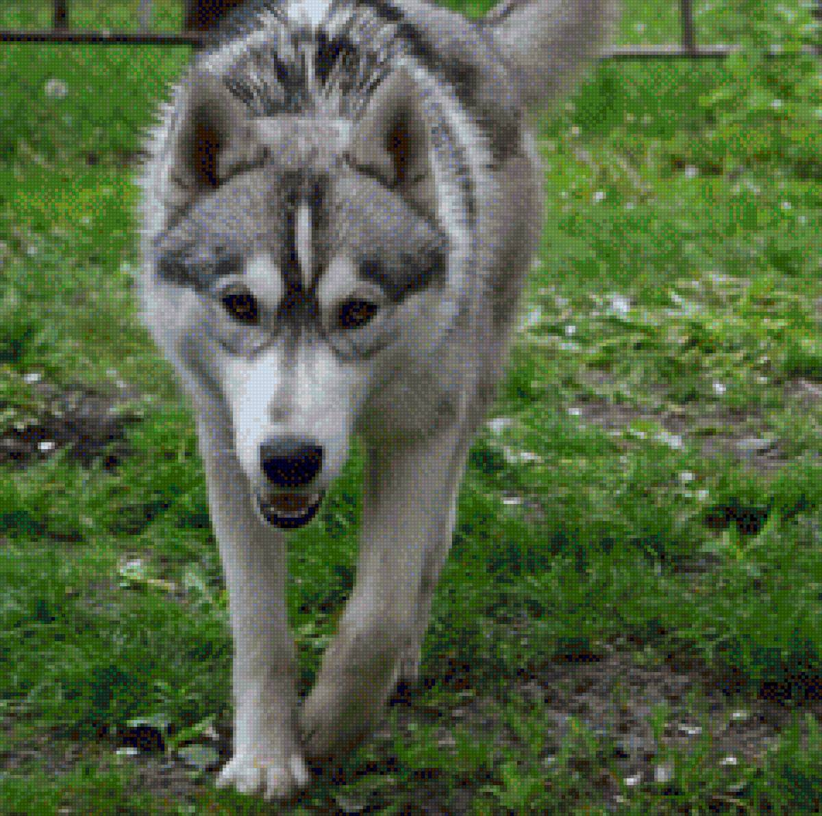 Хаски - предпросмотр