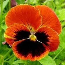 Схема вышивки «Подушечка»