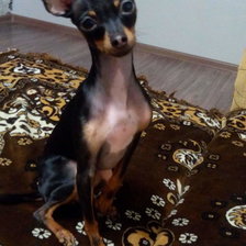 Схема вышивки «собака»