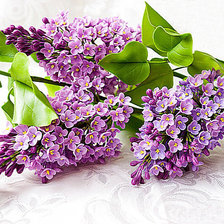 Схема вышивки «Ветка сирени»