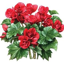 Схема вышивки «бегония»