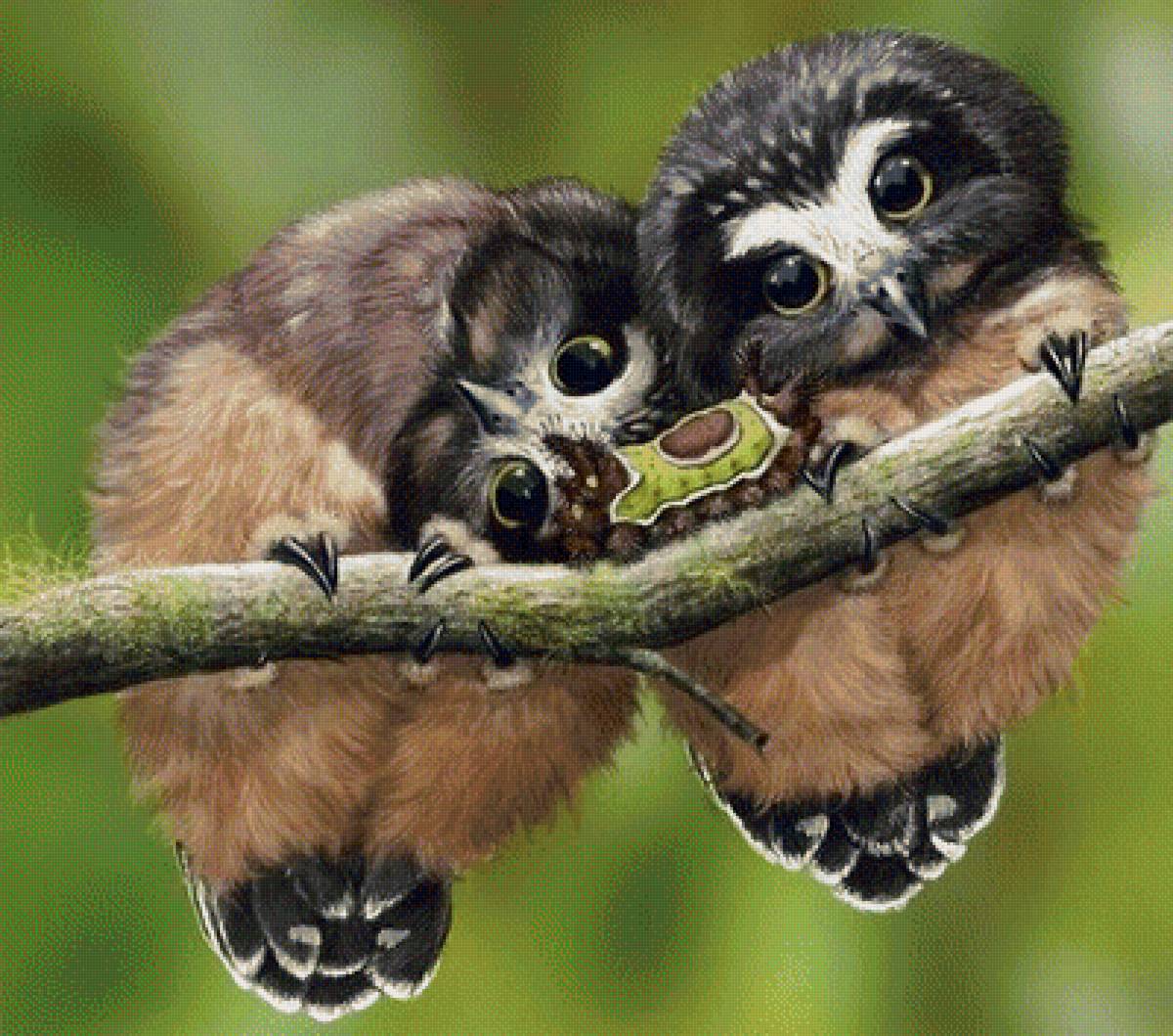 Совушки - предпросмотр