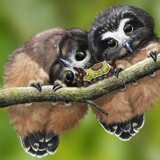 Схема вышивки «Совушки»