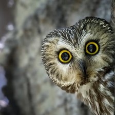 Схема вышивки «Совушка»