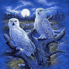 Схема вышивки «белые совы»