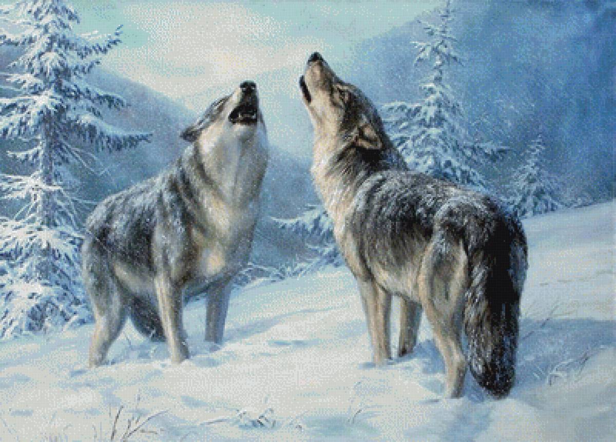 ДУЭТ - волки, зима в лесу - предпросмотр