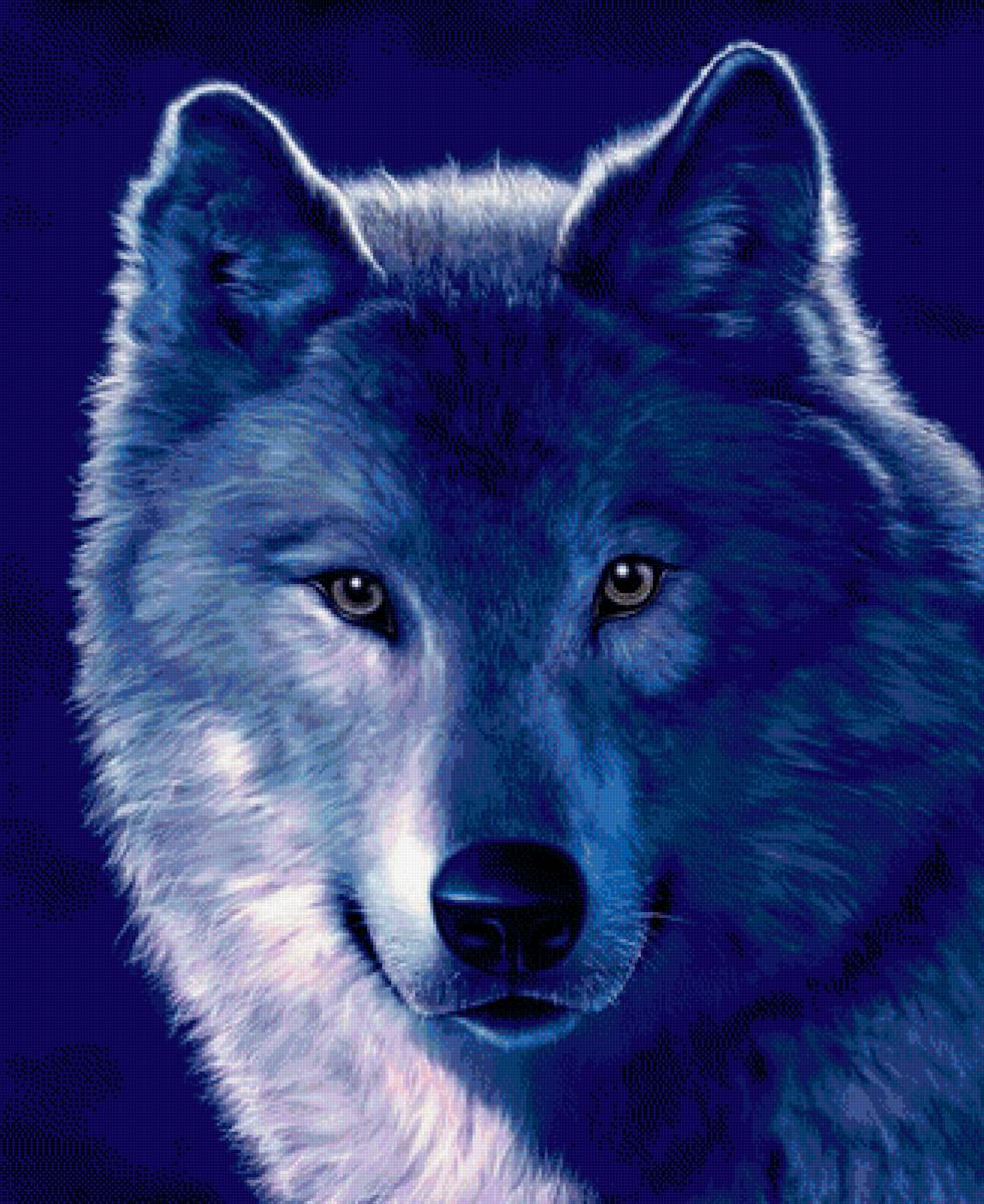 волк - животные, волки - предпросмотр