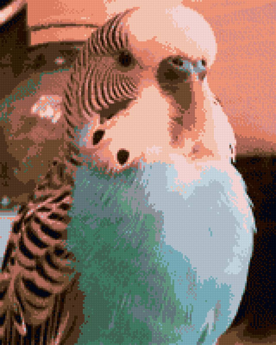 Попугай Кирюша - предпросмотр