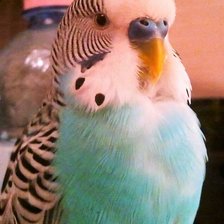 Схема вышивки «Попугай Кирюша»