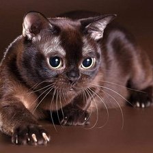 Схема вышивки «бурма кошка»