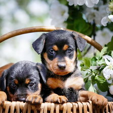 Схема вышивки «в корзине»