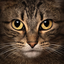 Схема вышивки «кот»