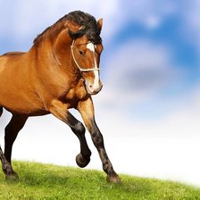 Схема вышивки «На лугу»