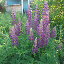 Схема вышивки «люпин»