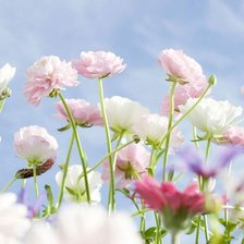 Схема вышивки «Пионы»