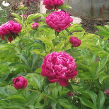 Схема вышивки «пионы»