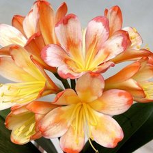 Схема вышивки «Лилия»