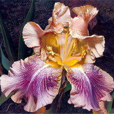 Схема вышивки «Богема.»