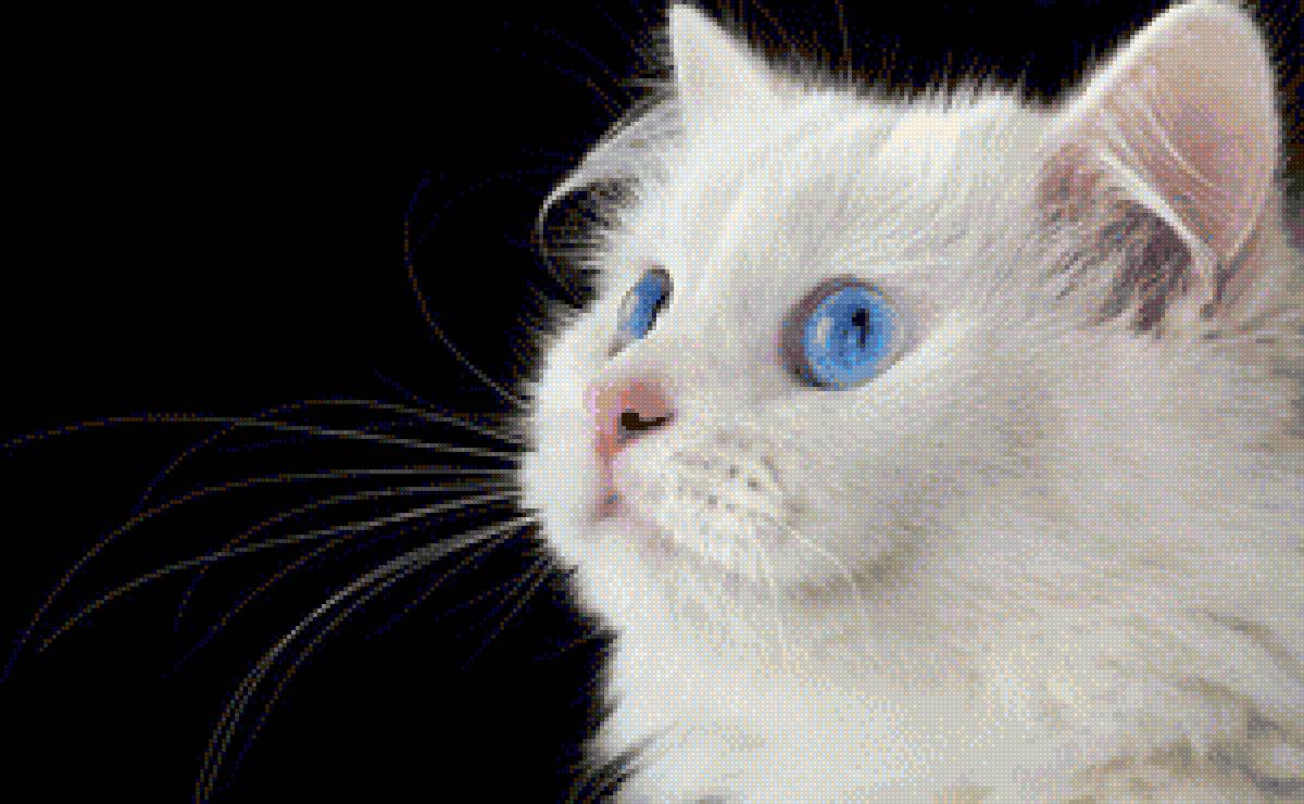 Белый кот - кот, животные - предпросмотр