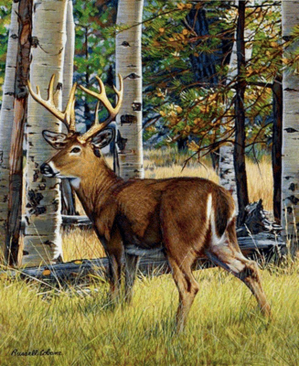 олень в лесу - пейзаж, природа, животные - предпросмотр