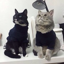 Схема вышивки «Котики»