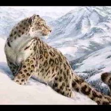 Схема вышивки «снежный барс 3»