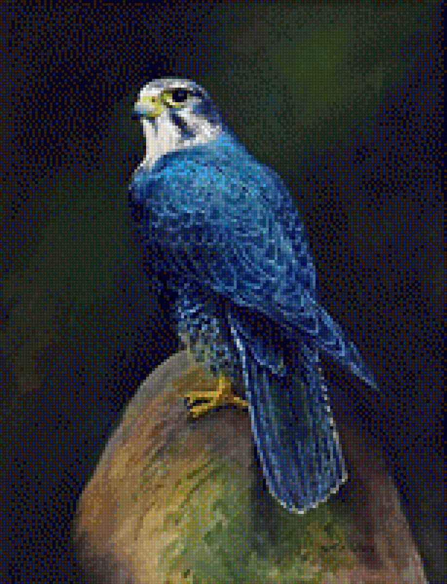 Morten E. Solberg, Ястреб - живопись, ястреб, morten e. solberg, картины, птицы - предпросмотр