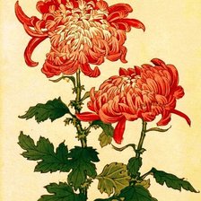 Схема вышивки «хризантемы»