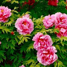 пионы в саду